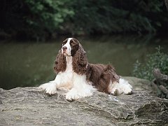 Chelsea, Champion English Springer Spaniel